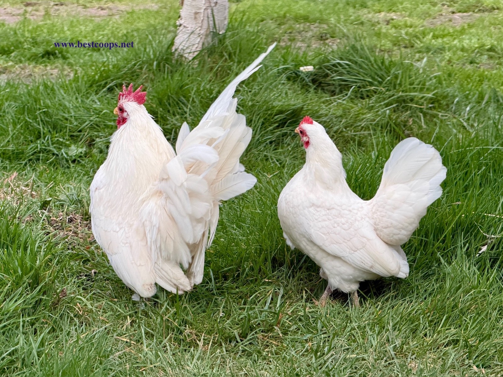 10+ White Serama Fertile Chicken Hatching Eggs