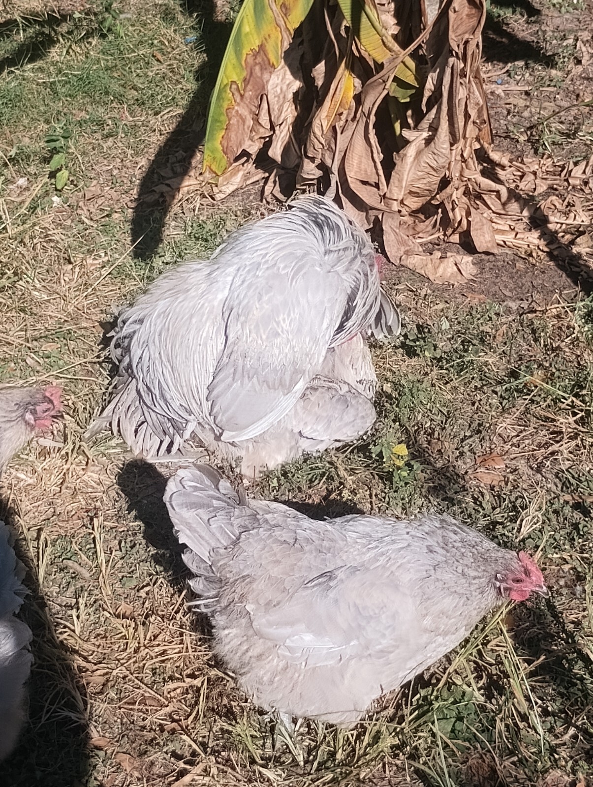**RARE**(6) Lavender Orpington Hatching Eggs
