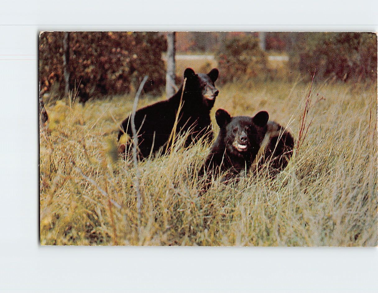 Postcard A Pair Of Black Bear Vacationland Scene