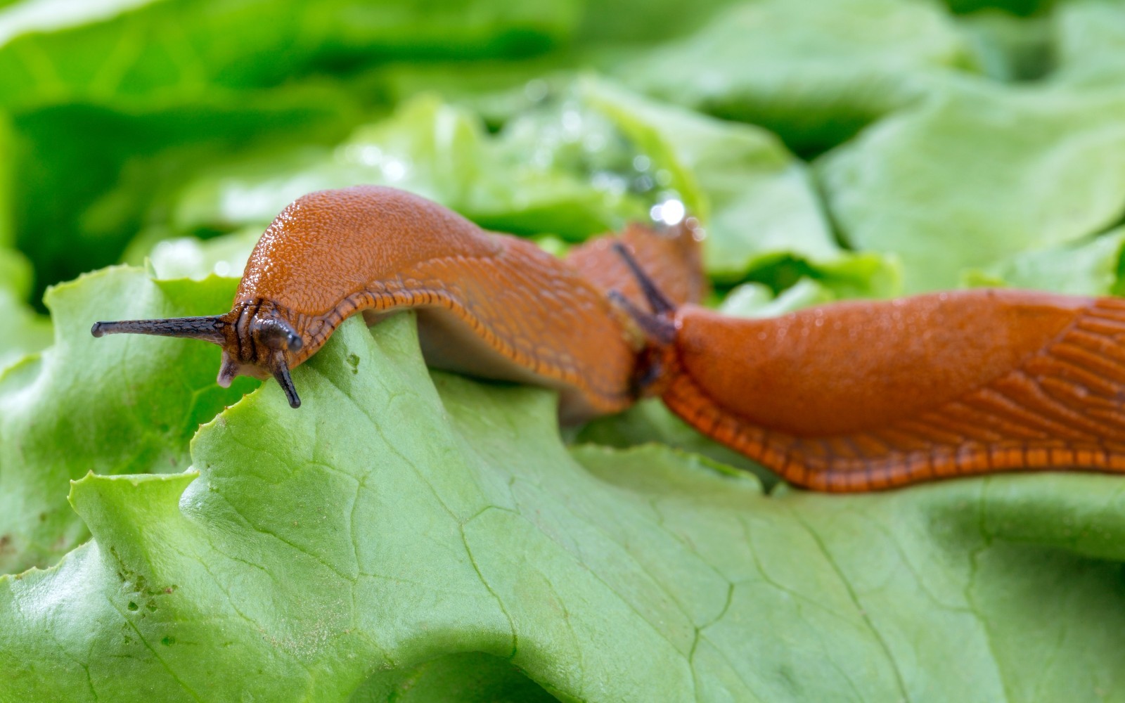 Deadline M-Ps Snail & Slug - 50 Lbs.