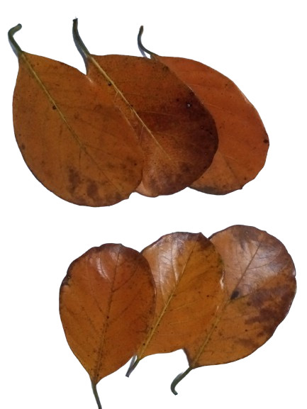 Dried Jack Fruit Leaves 200 Pcs 100 % Organic for Bio Shrimp, Fish, Aquarium