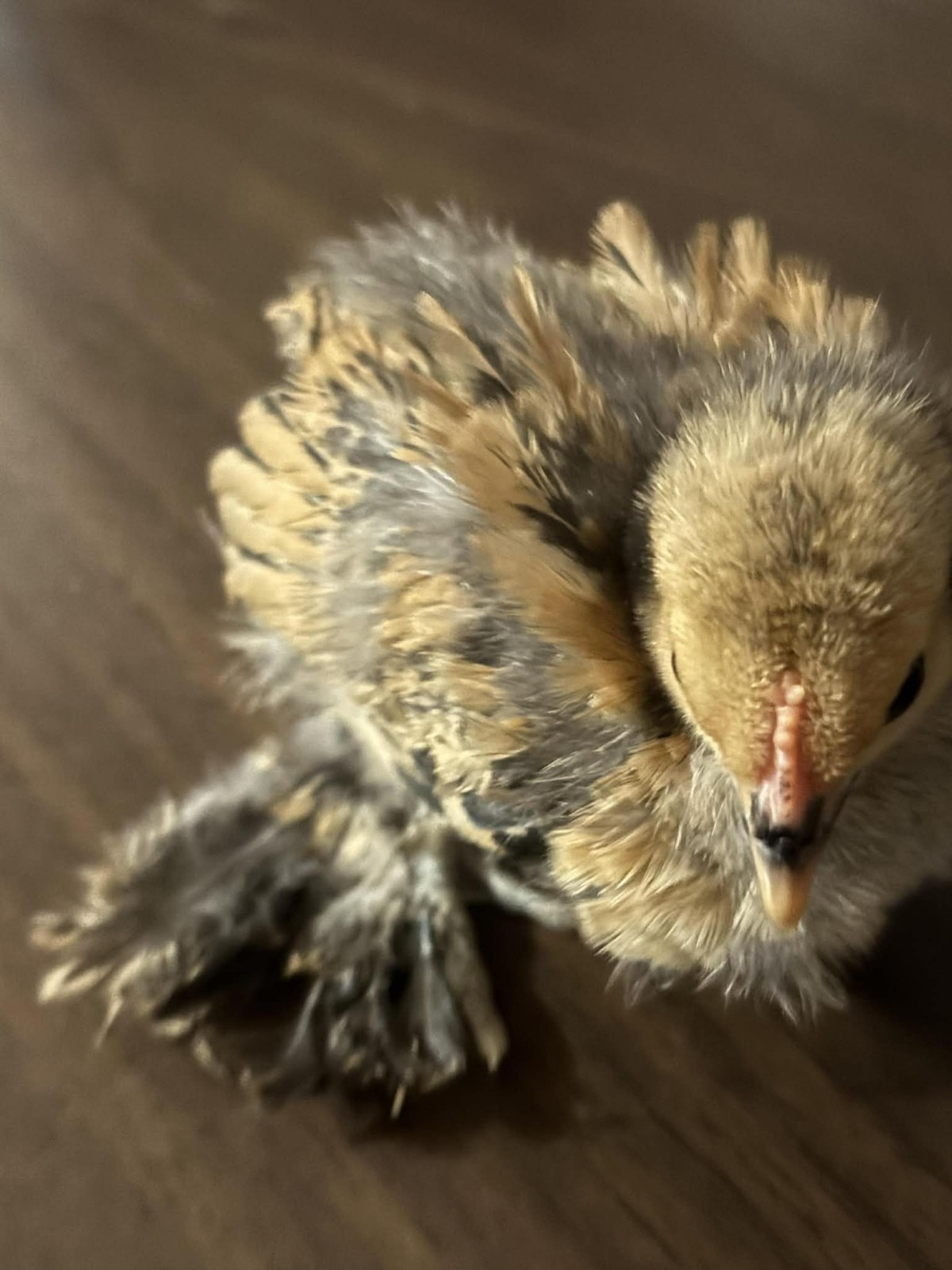 Belgian Bearded Mille Fleúr D'uccle Hatching Eggs (12+) NPIP Certified