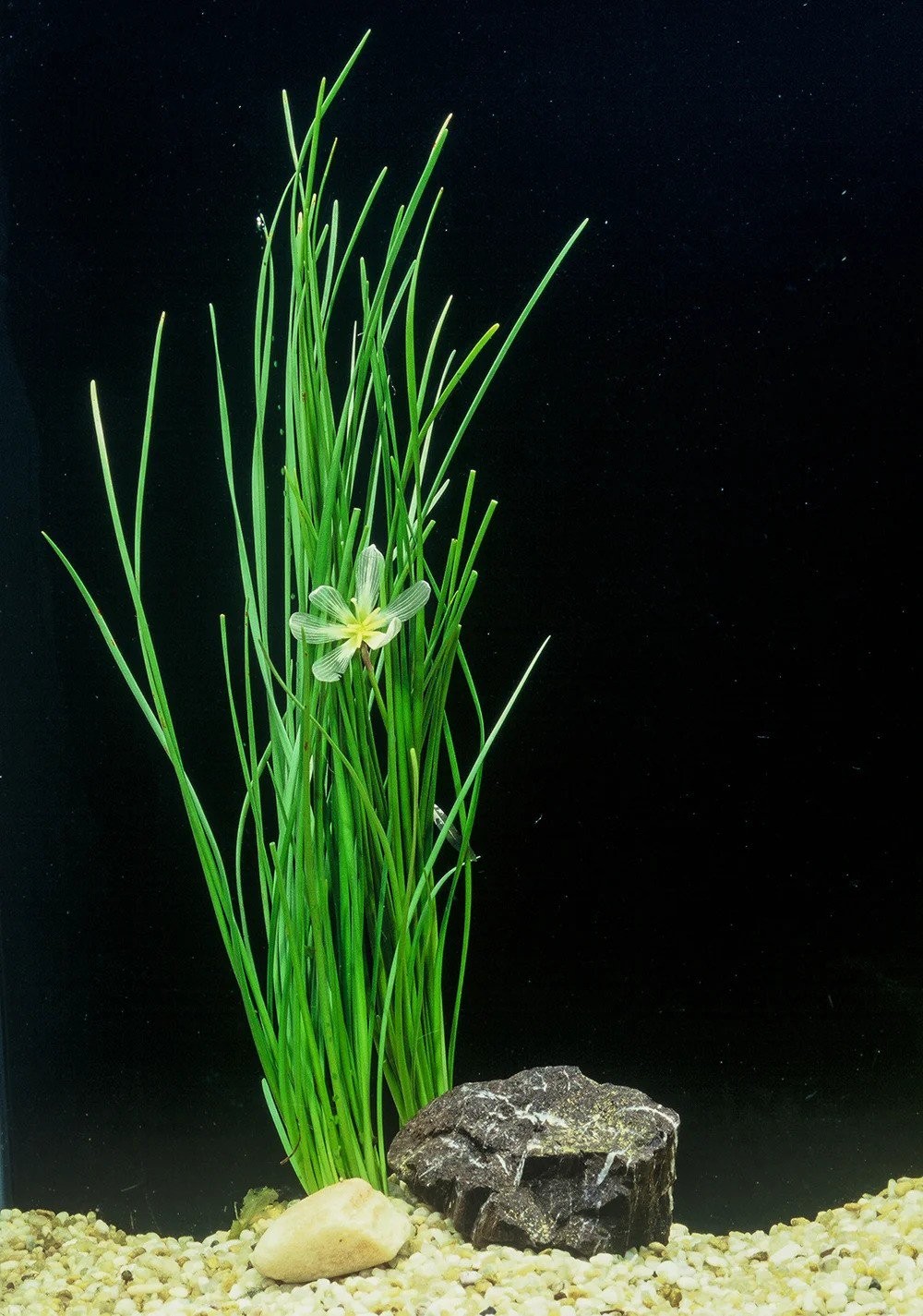 Dwarf Water Onion Zephyranthes Candida Live Aquarium Plants Buy 2 Get 1 FREE