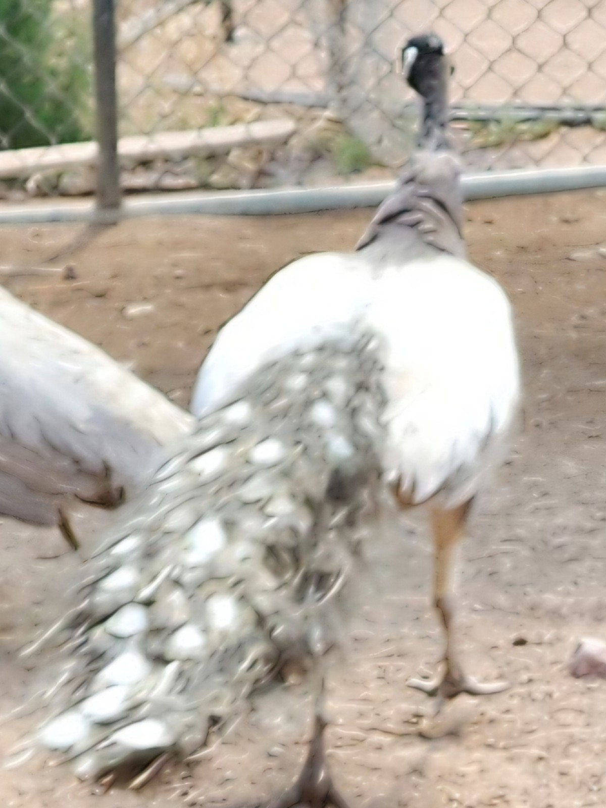 Peacock Hatching Eggs (Presale - Actively Laying) 5 Eggs