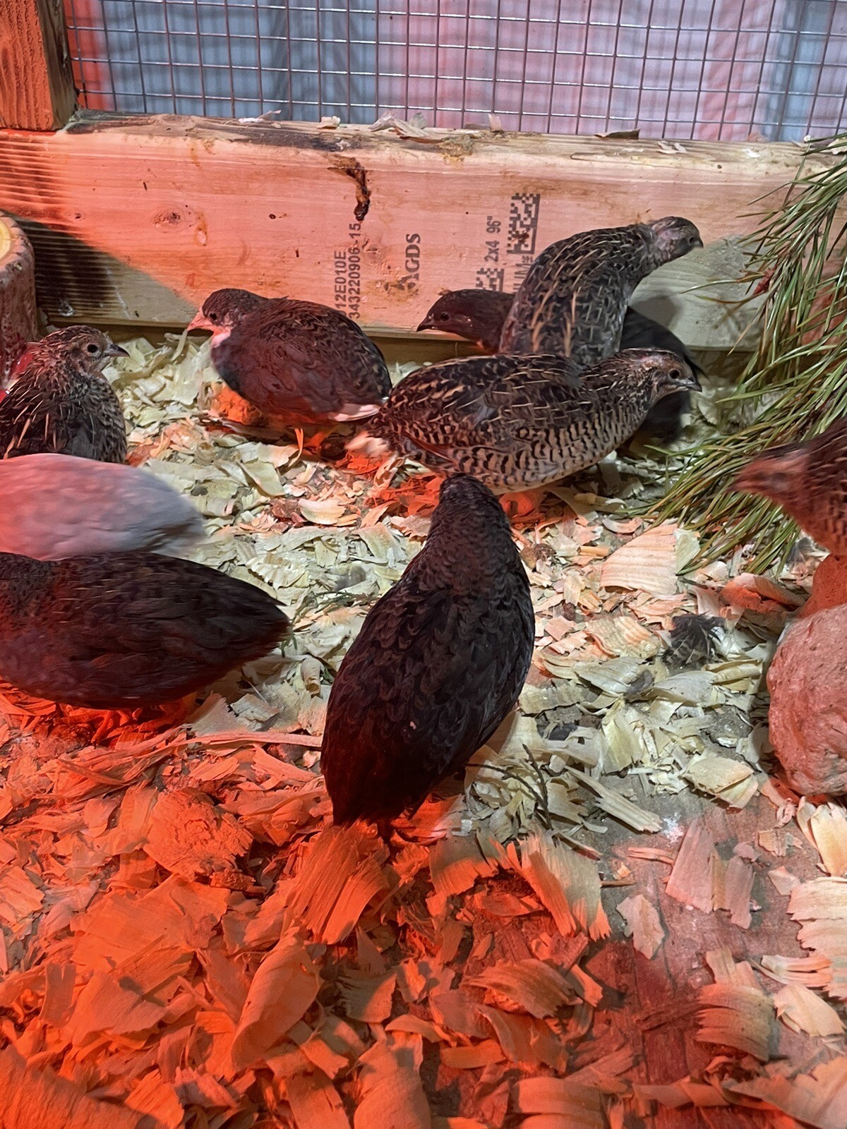 12 Fertile Button Quail Hatching Eggs