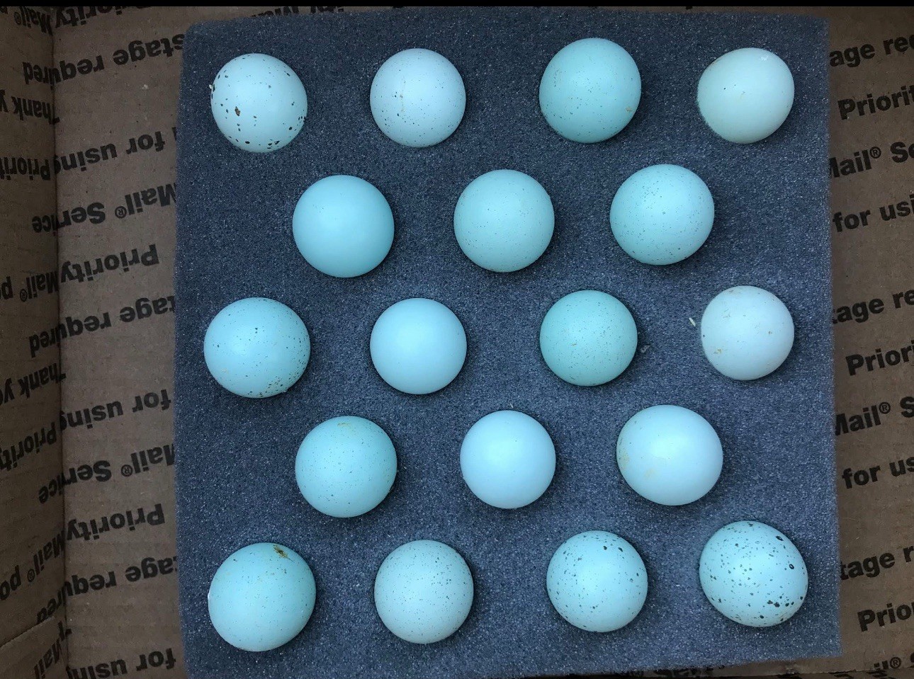 12 Celadon Blue Coturnix Quail Hatching Eggs - 100% BLUE