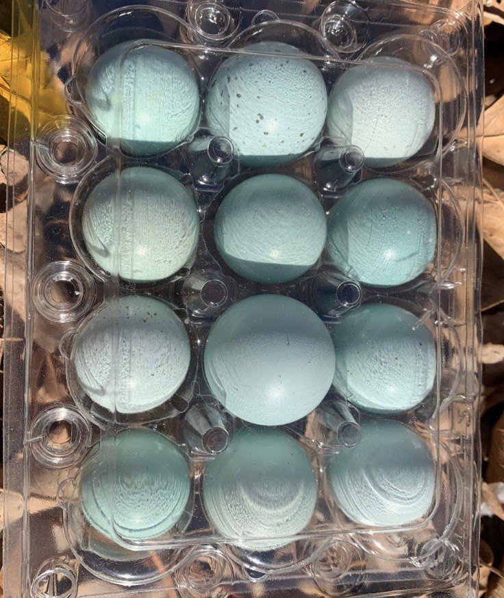 54 Celadon Blue Coturnix Quail Hatching Eggs - 100% BLUE