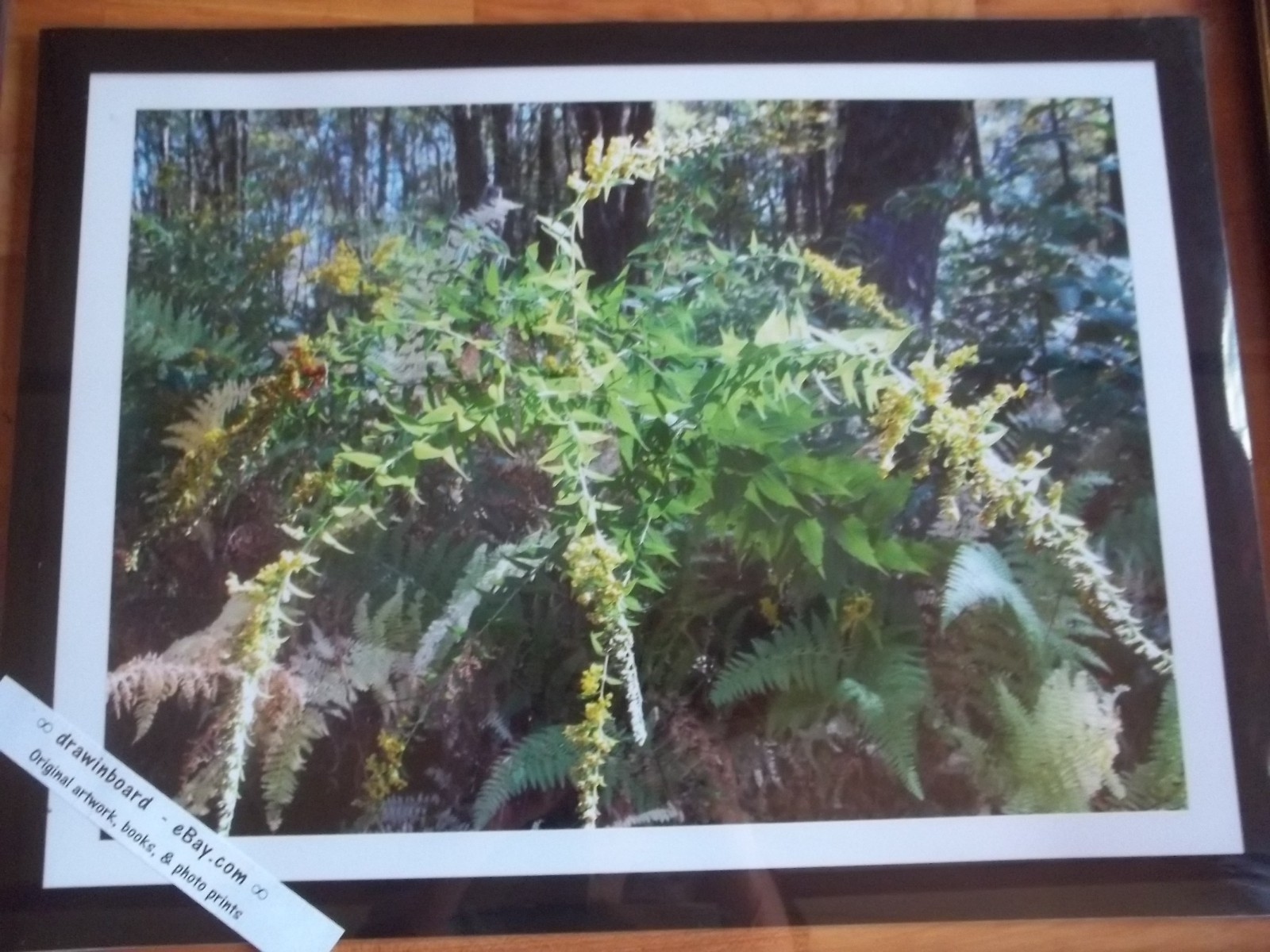 Large Glossy Photo Print Home & Office Wilderness Plants & Trees -Nature's Glow