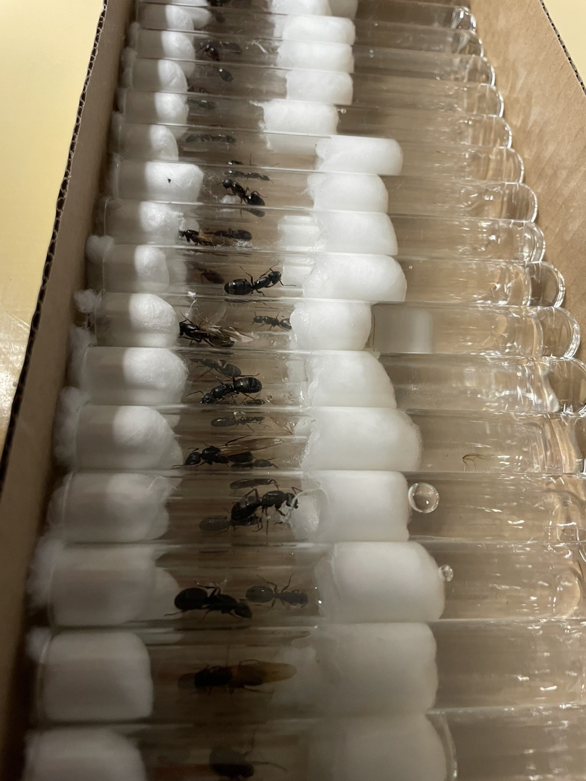 Camponotus Modoc Queen with eggs