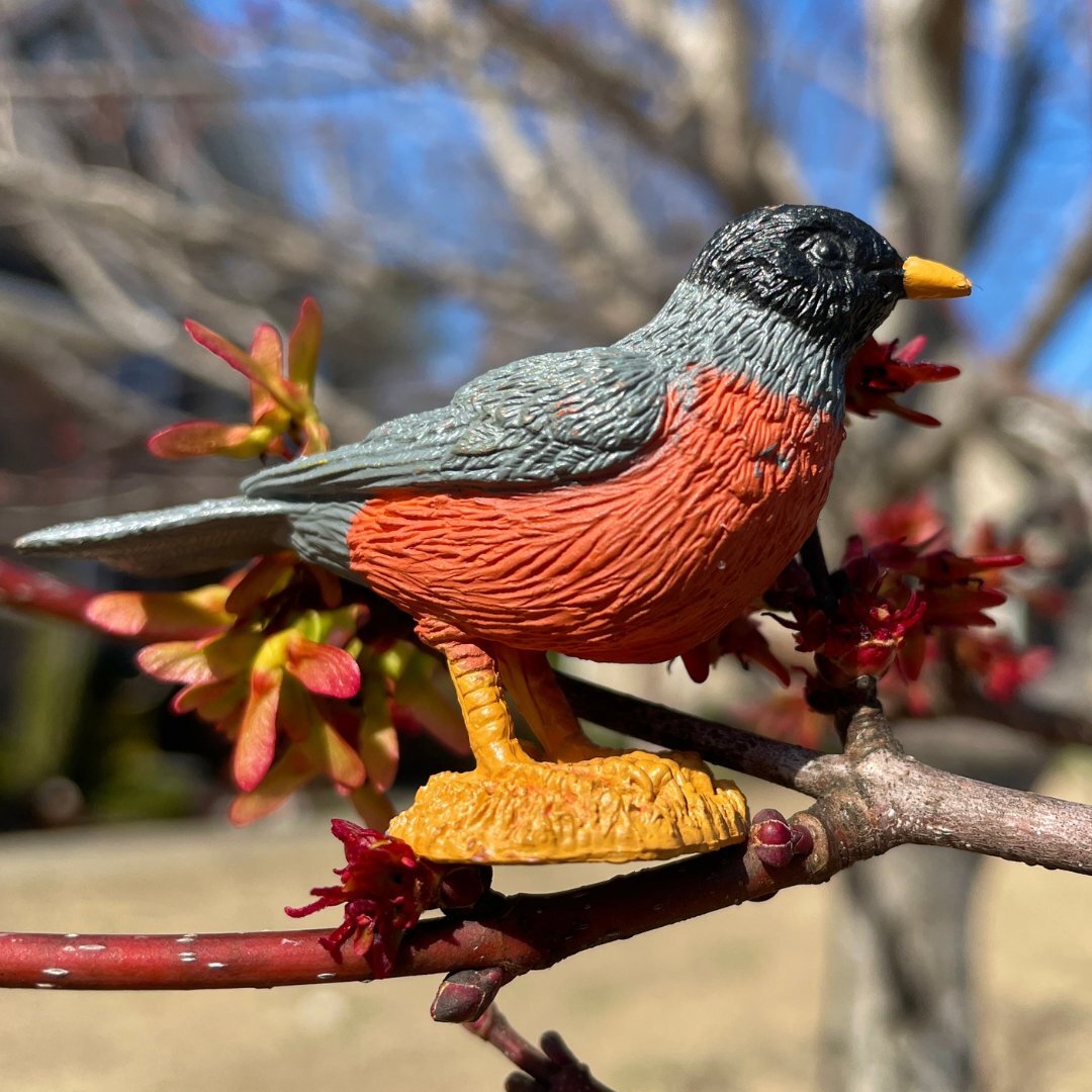 Safari Ltd Backyard Birds Toys TOOB® Miniature Toy Figurine Set for Kids