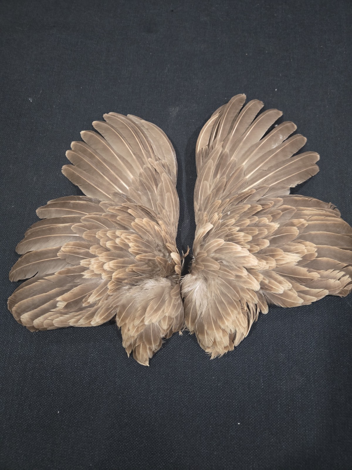 Chocolate Brown Dun Hen Wings Craft Art fly tying soft hackle feathers Taxidermy