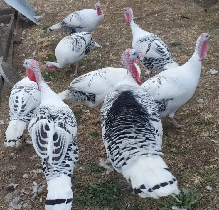 6 Royal Palm Turkey Hatching Eggs