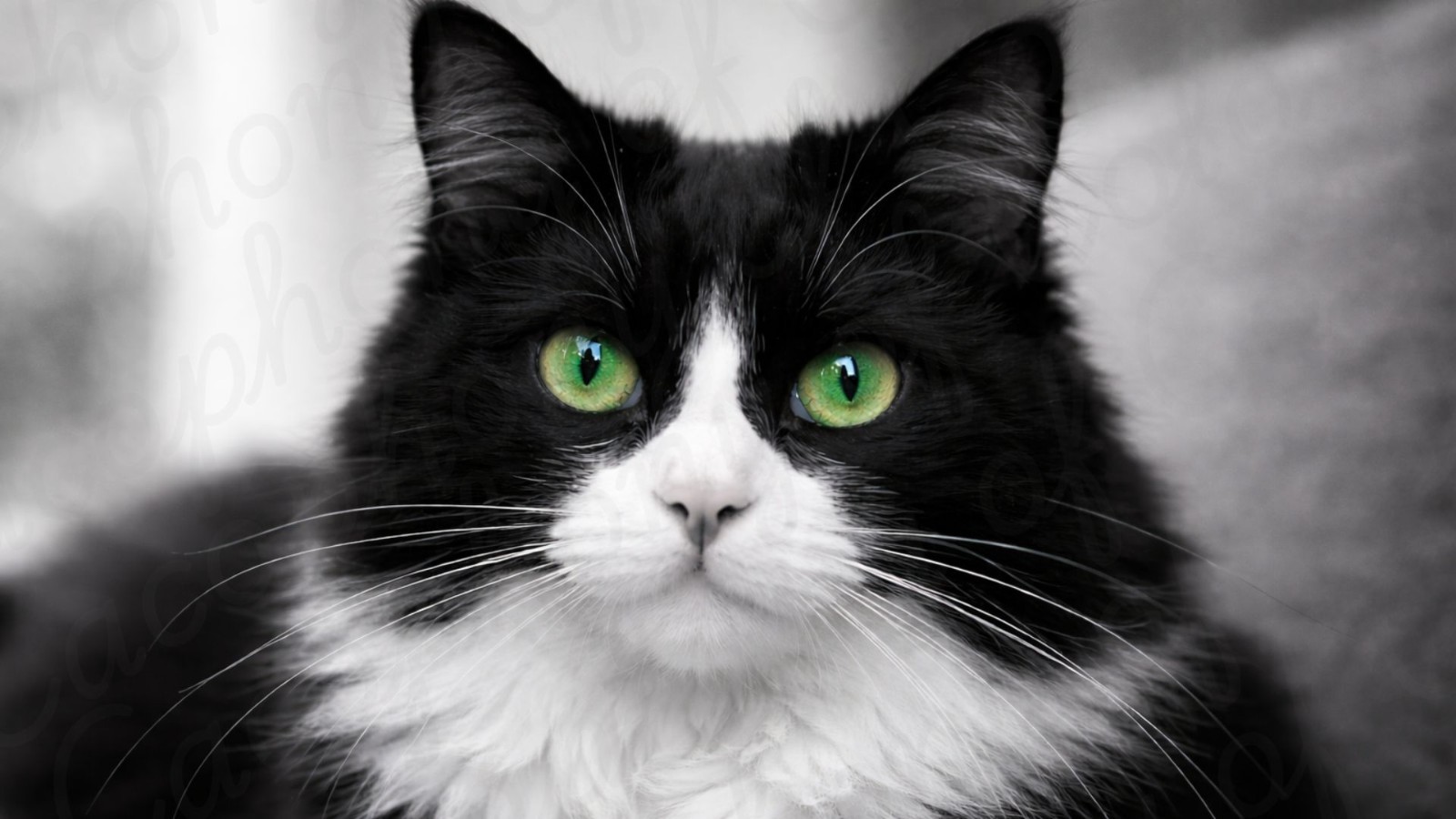 20 Cat Desktop Wallpapers Digital Download Cozy Computer Background Bundle