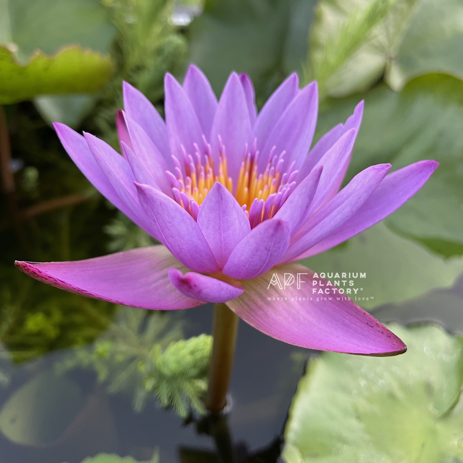 Nymphaea King of Blue | Aquarium Plants Factory®
