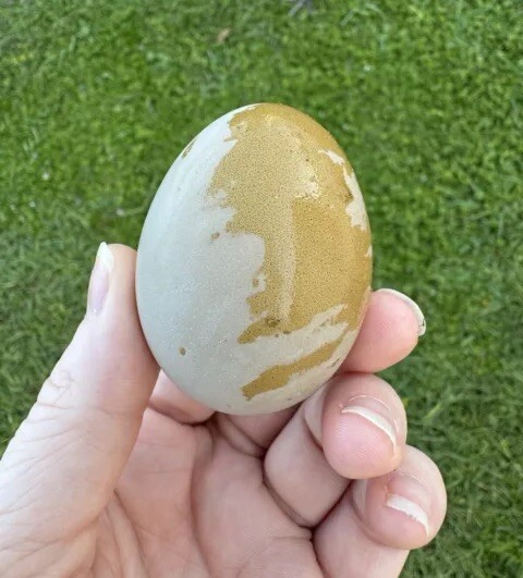 12+ Multigeneration Olive Egger Hatching Eggs Heavy Blooms/Speckles F1, BC1, BC2