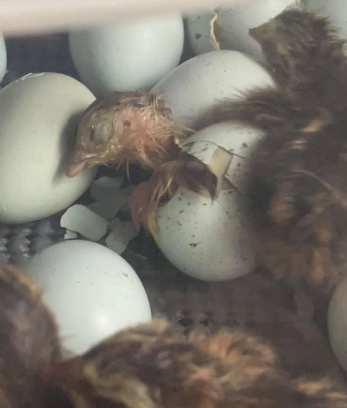 30 Rare JUMBO Celadon hatching eggs NPIP tested