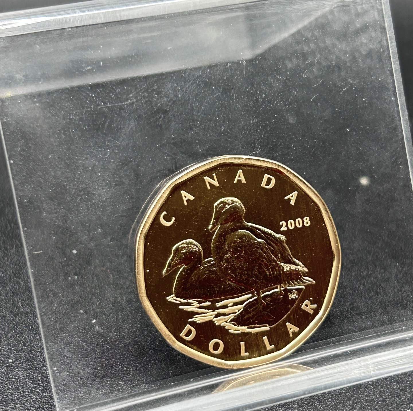 2008 Canada Specimen Common Eider Loonie High Grade - coin only