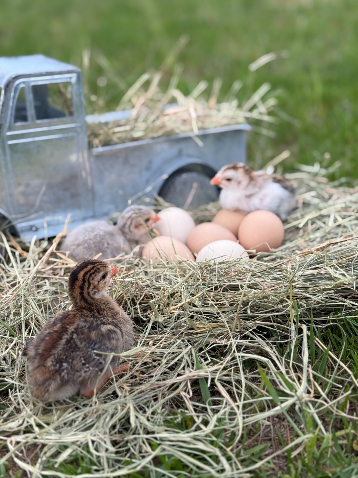 14 FRESH GUINEA FOWL HATCHING EGGS READY
