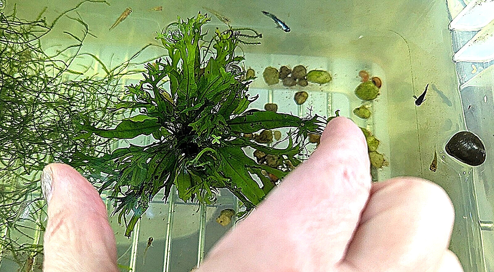 PK Endlers - Windelov Java Fern (Microsorum Pteropus) - YOU CHOOSE OPTIONS
