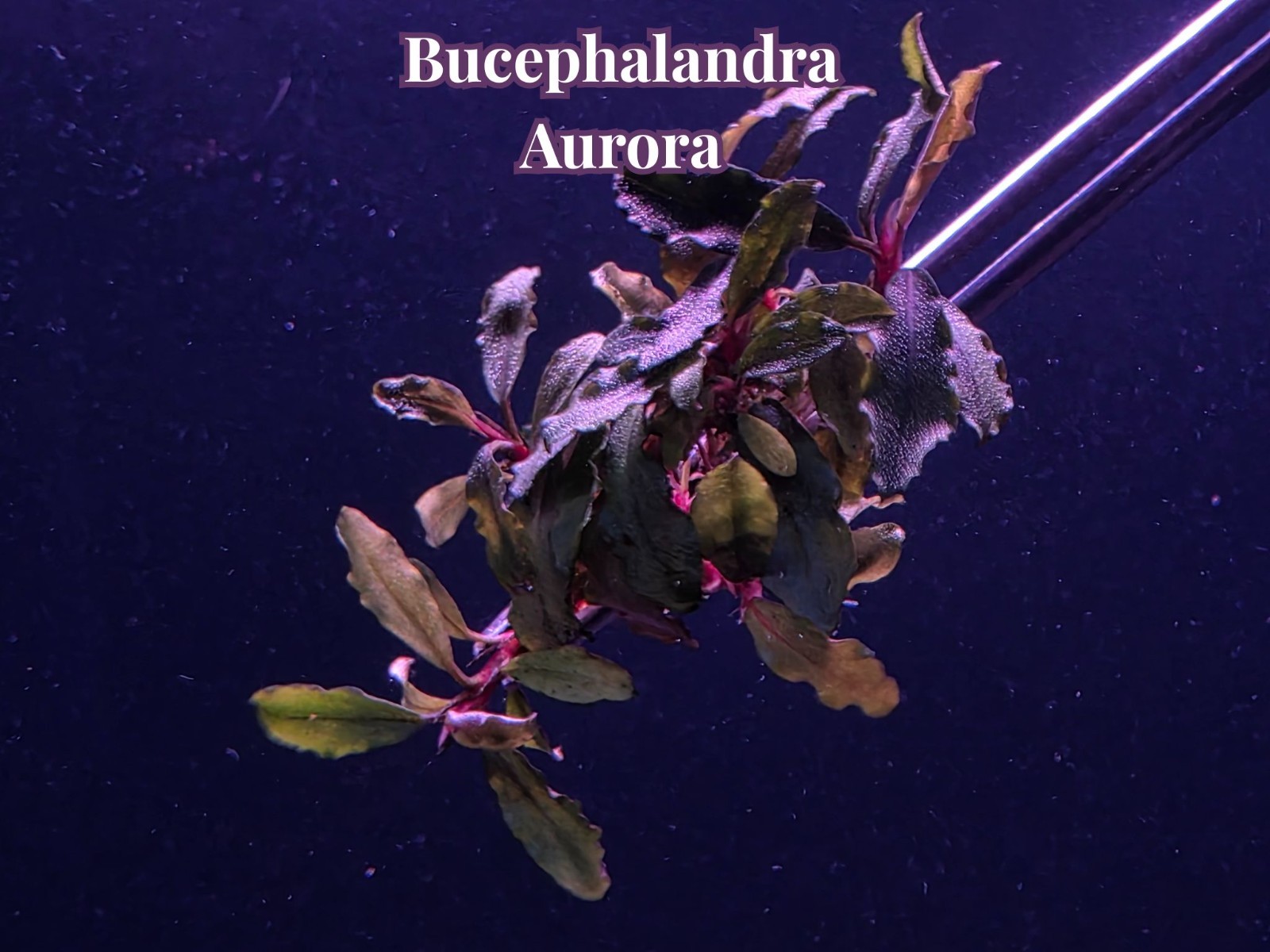 Bucephalandra Aurora Live Aquatic Epiphyte Rhizome Buce Fish Shrimp Tank Plants