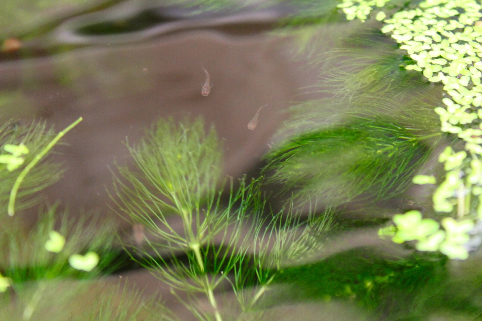 3+ Hornwort Live Aquarium Plants