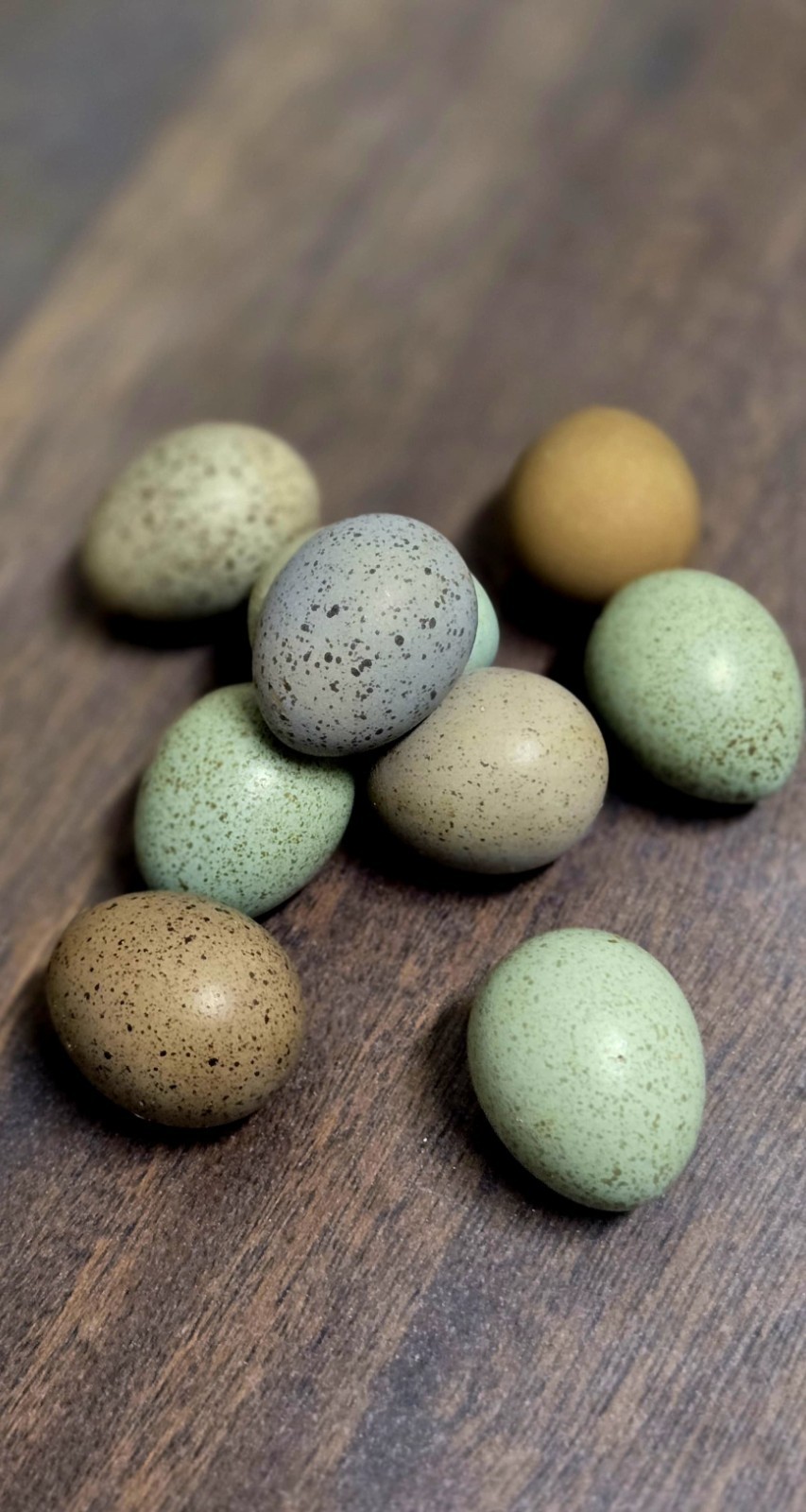 Button Quail - Hatching Eggs- Chinese Painted SPECIAL RARE. Order NOW! Per Egg