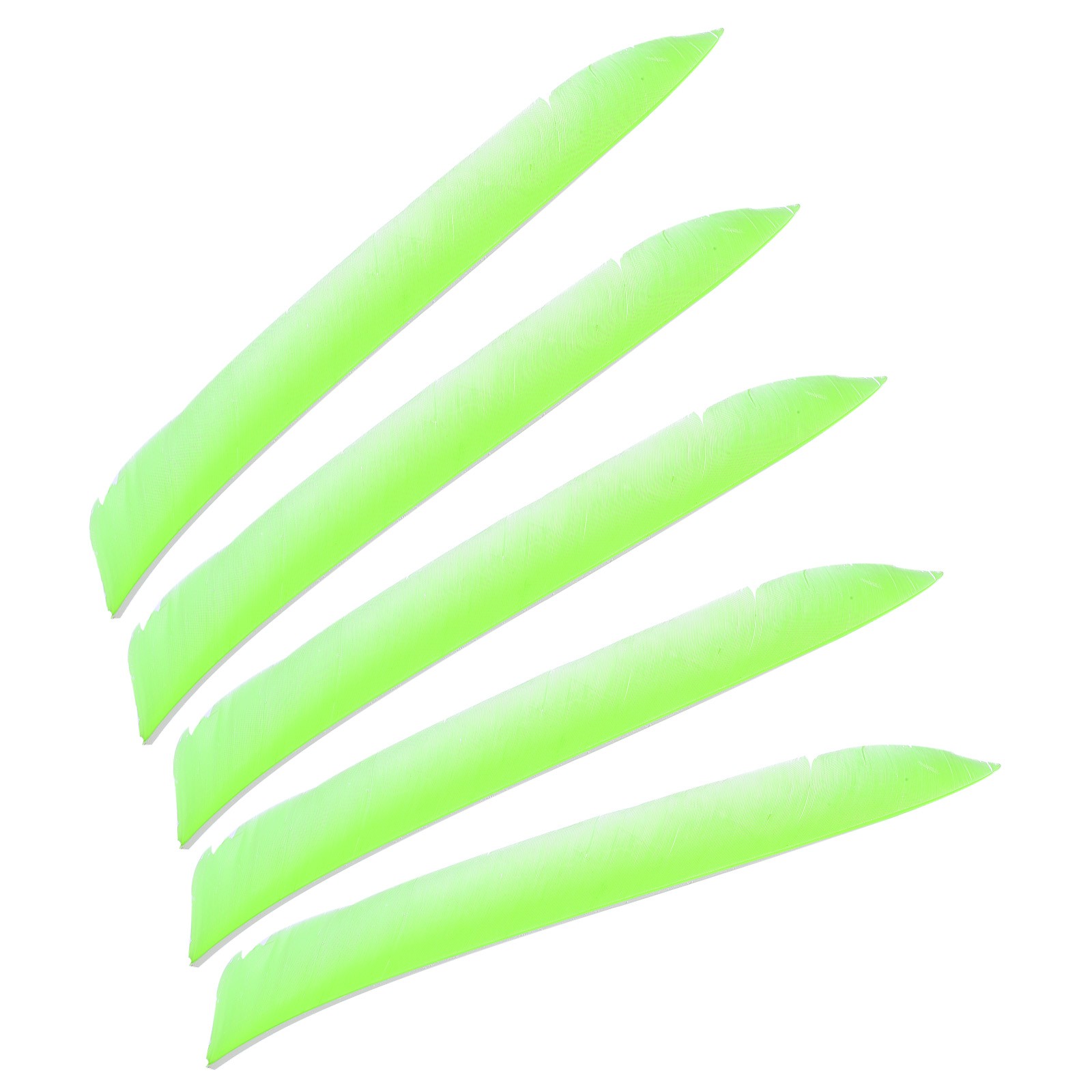 50pcs Arrows Vanes 11 Inch Turkey Feather Right Wing, Fluorescent Green