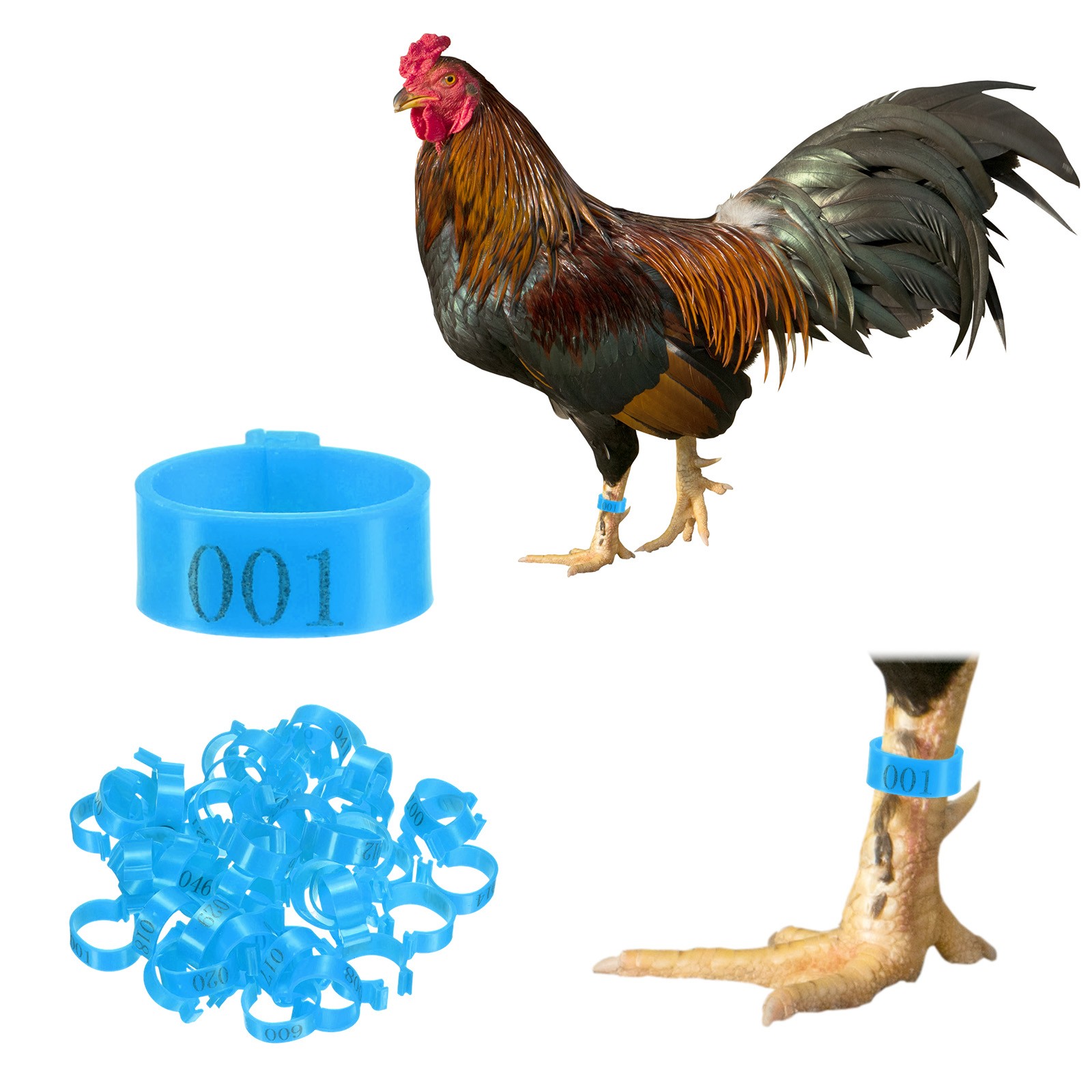 50-Pack Chickens Leg Bands, 20 mm Plastic Chicken Leg Rings [Blue]