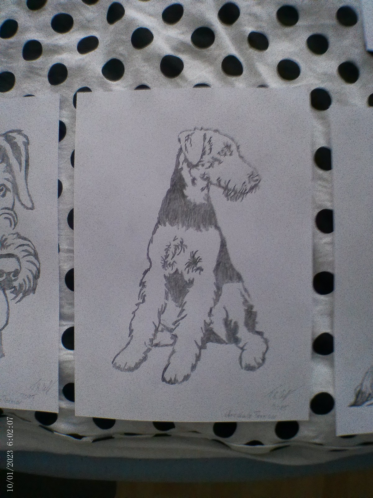 Aredalle Terrier pencil drawing, unique