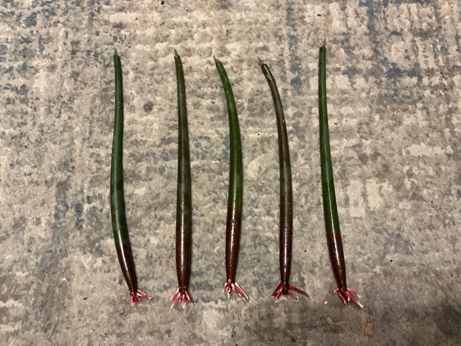 *100 red mangrove*AQUARIUM FISH SEEDS*7-11 inches each*salt or fresh*Free SHIP*