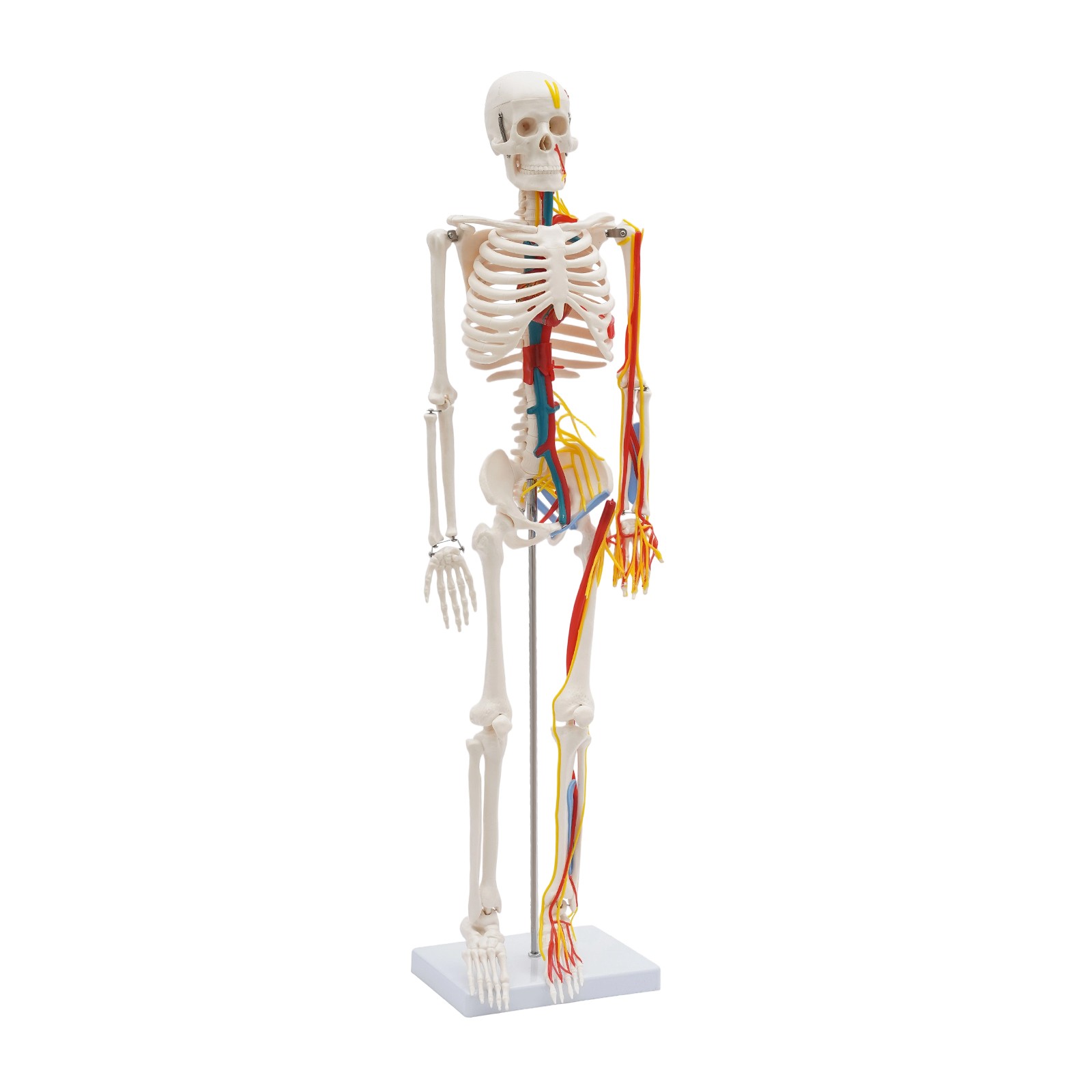 34'' Human Skeleton Model Standing Style With Neurovascular Human Skeleton Model