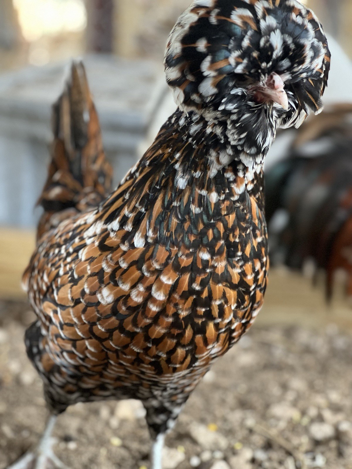12+ Assorted Polish Hatching Eggs Tolbunt, Buff Laced, BBS