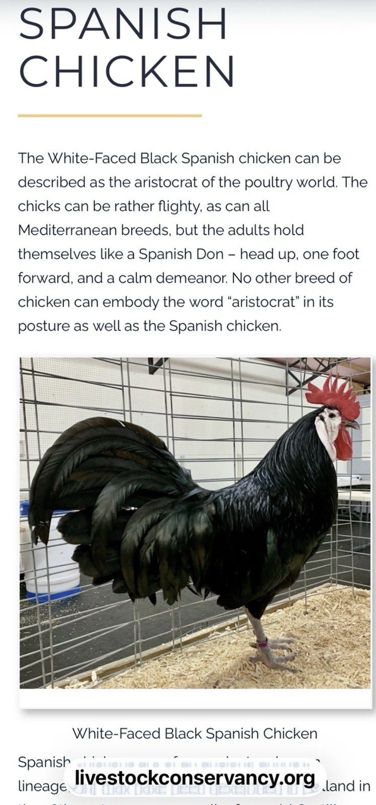 White Faced Black Spanish Hatching Eggs 6+ LF NPIP Certified