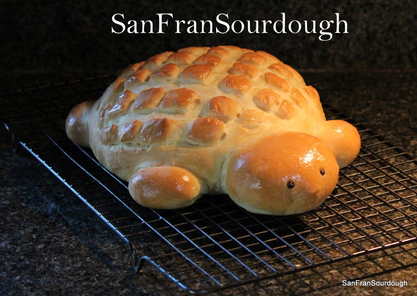 Sourdough Bread Starter San Francisco style Yeast Bacteria Century Old culture