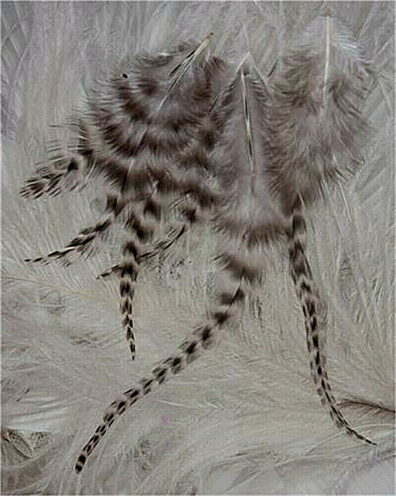 60+ Loose Black/White Barred Grizzly Chinchilla Rooster Feathers  US Seller