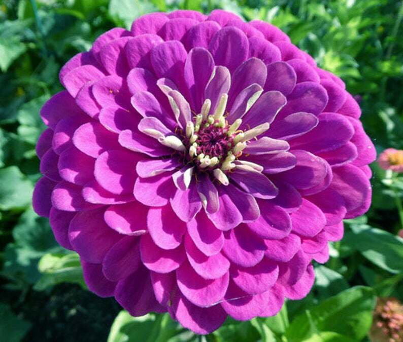 Zinnia PURPLE PRINCE Purple Blooms Attract Butterflies & Finches 200 Seeds