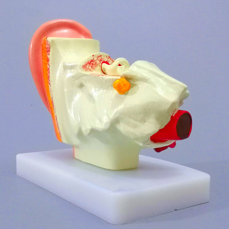 1:1.5 Human Ear Model Anatomy Medical Model on Base Teaching Supplies US STOCK