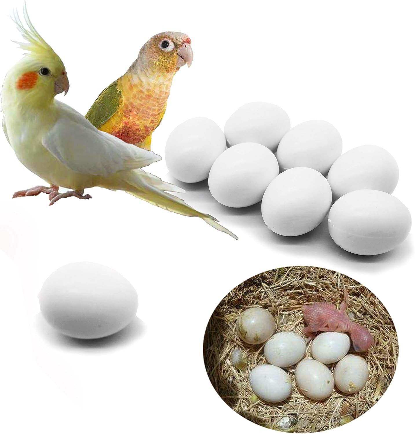 FOIBURELY 8 Pcs Solid Parrot Plastic Eggs Hatching Eggs Green Cheek, Lorikeet&Ri