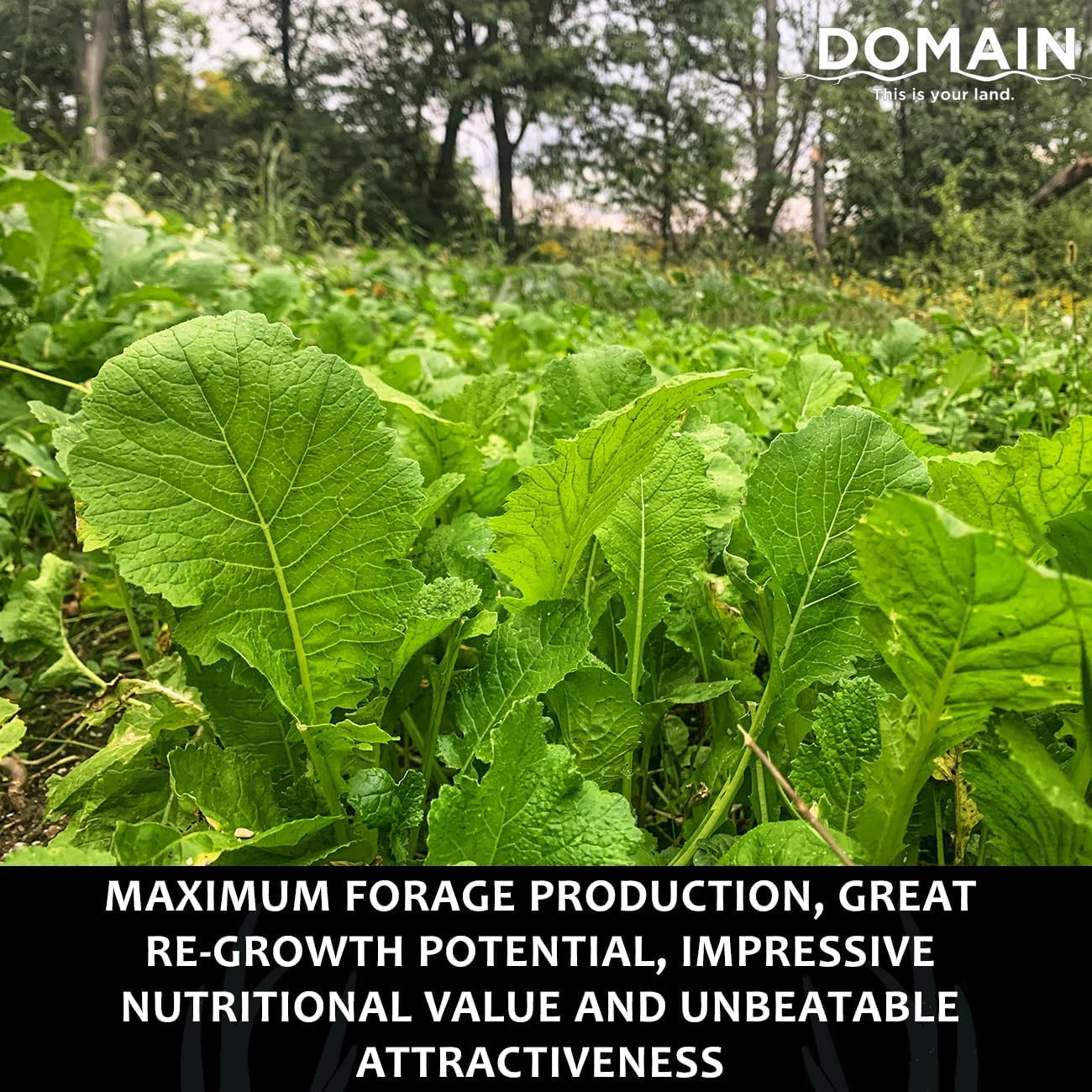 Outdoor Bombshell Food Plot Seed for Deer, 1/2 Acre, Designed to Handle the Toug