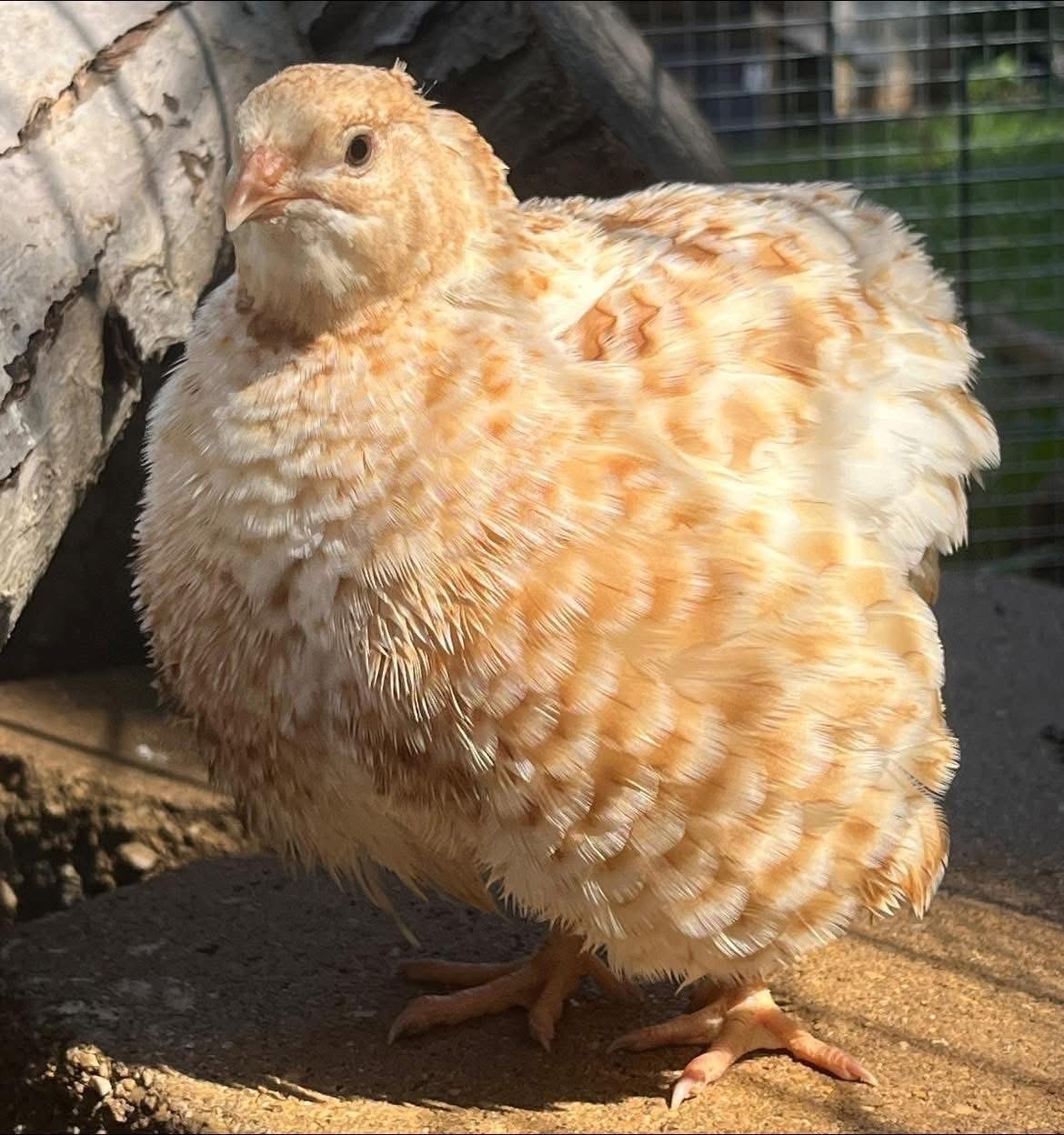 20 Rare JUMBO Celadon quail hatching eggs NPIP Tested