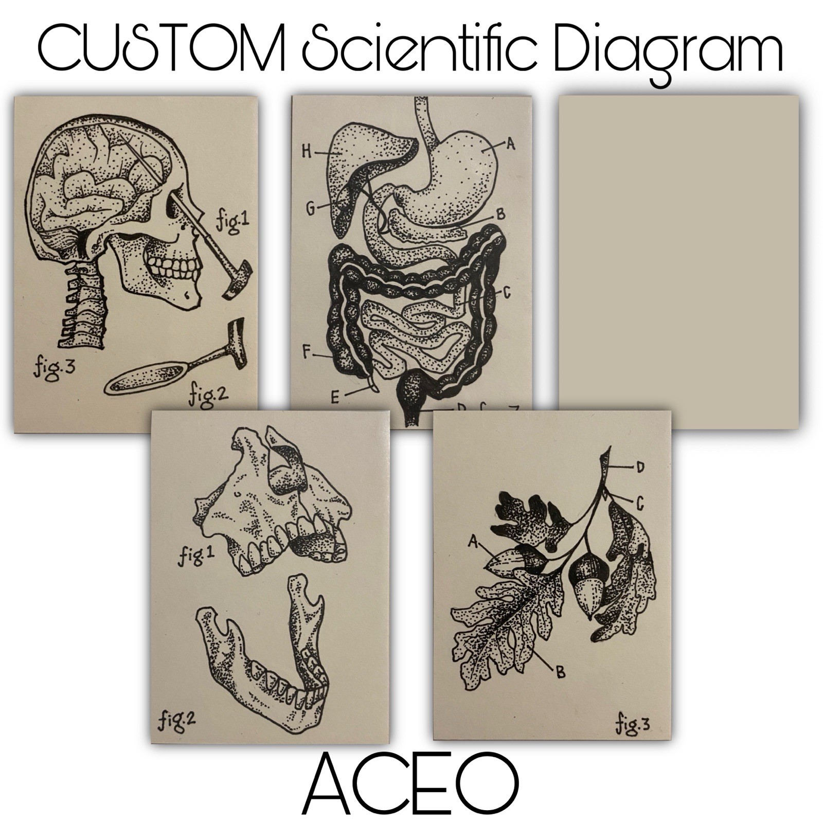 Custom Scientific Diagram ACEO Art Anatomy Botany Ink on Cream Cardstock