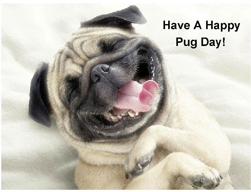 Funny Happy Pug Dog Day  Refrigerator / Tool  Box / Locker  Magnet