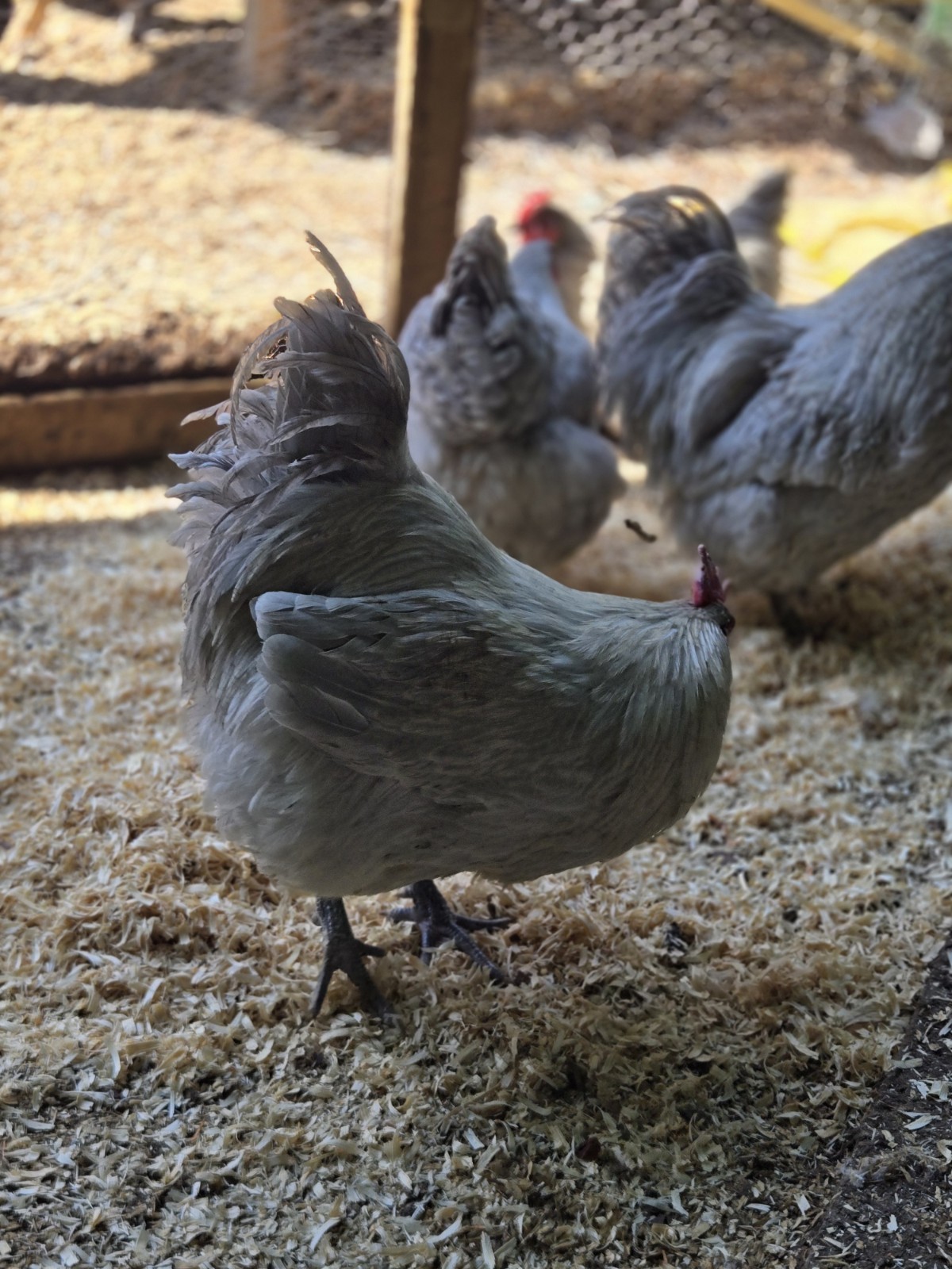 Lavender Orpington Hatching Eggs 6 Plus 2