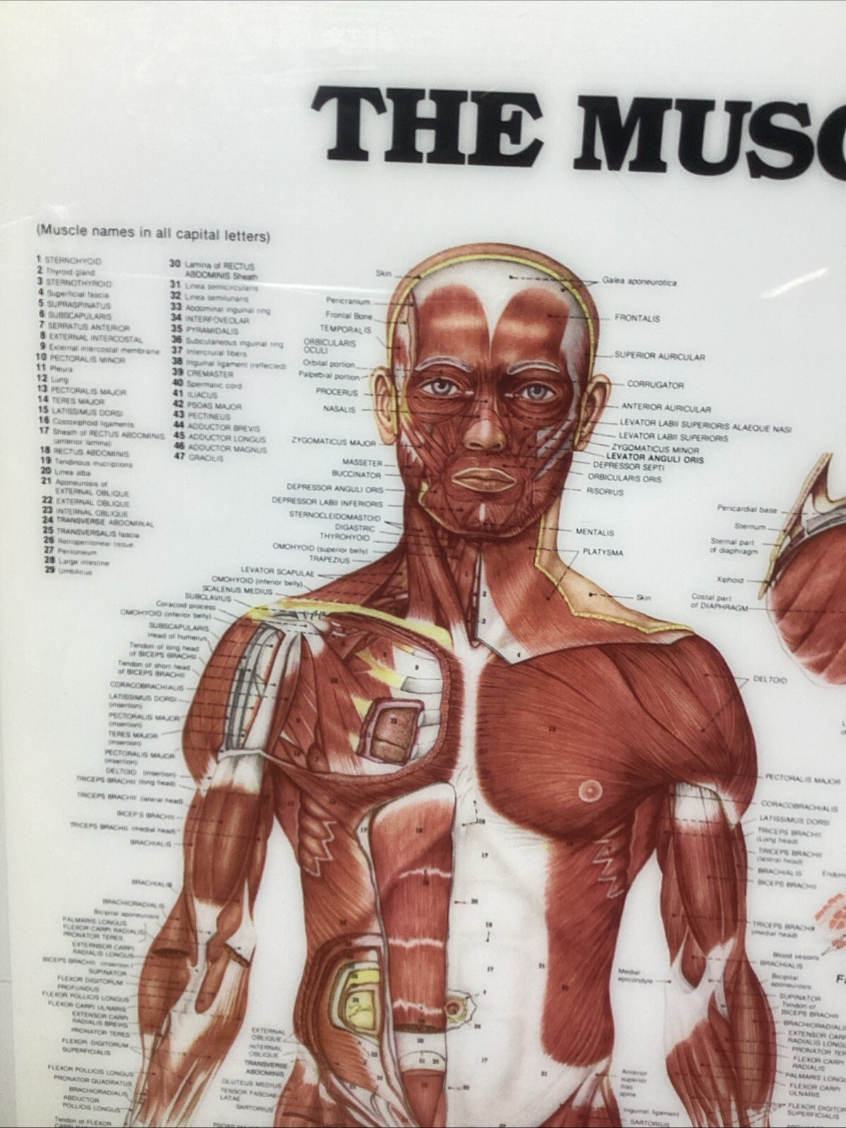 Vintage Laminated Human Muscular System Anatomical Chart - Peter Bachin