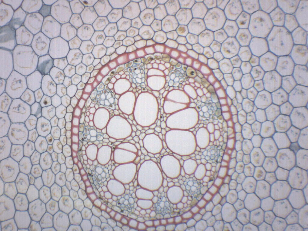 25PK Lilium Root - Prepared Microscope Slides, 75x25mm - Eisco Labs