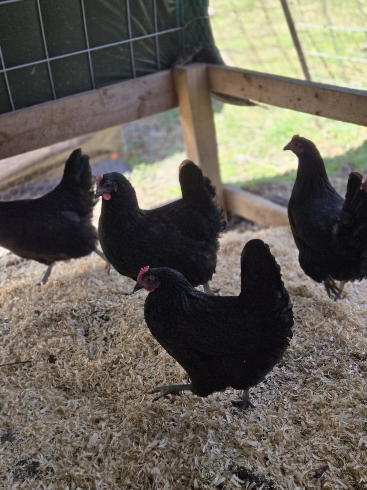 Black Australorp  Purebred Chicken Hatching Eggs 6 Plus 2 Extra