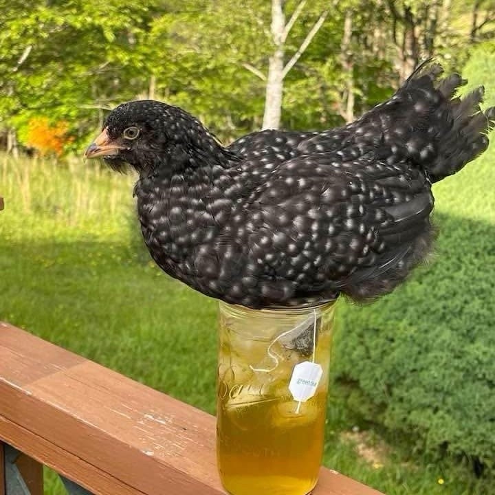6 fertile hatching chicken eggs - Beautiful Barnyard Mix