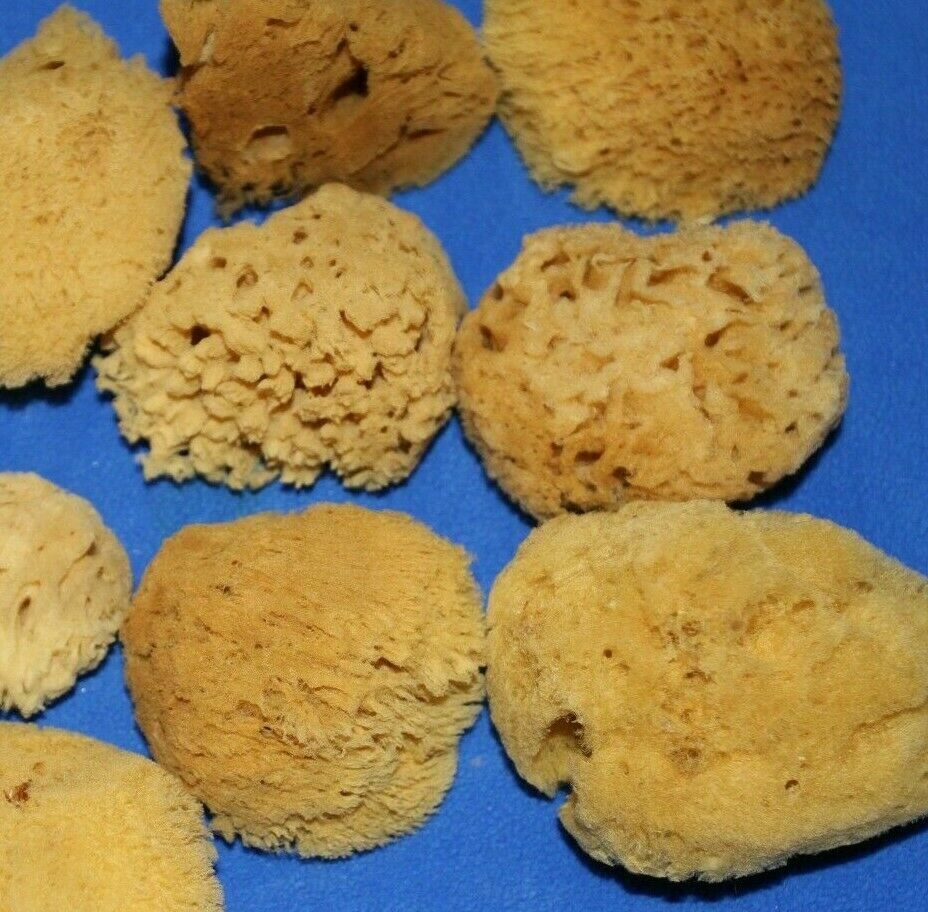 10- Natural Sea Sponge,Beach Art,Painting Supply,Beach Decor,Floral Supply,SS-27