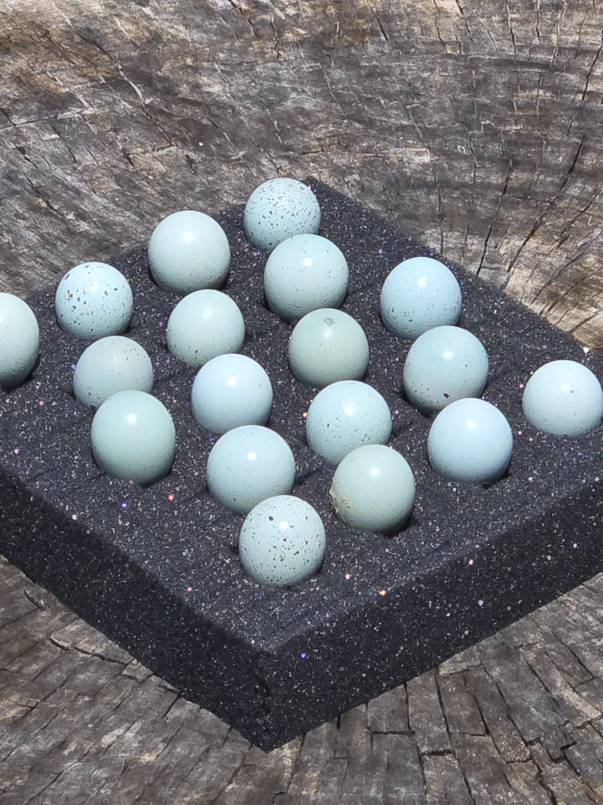 30+ **RARE COLORS** Celadon Blue Coturnix Quail Eggs
