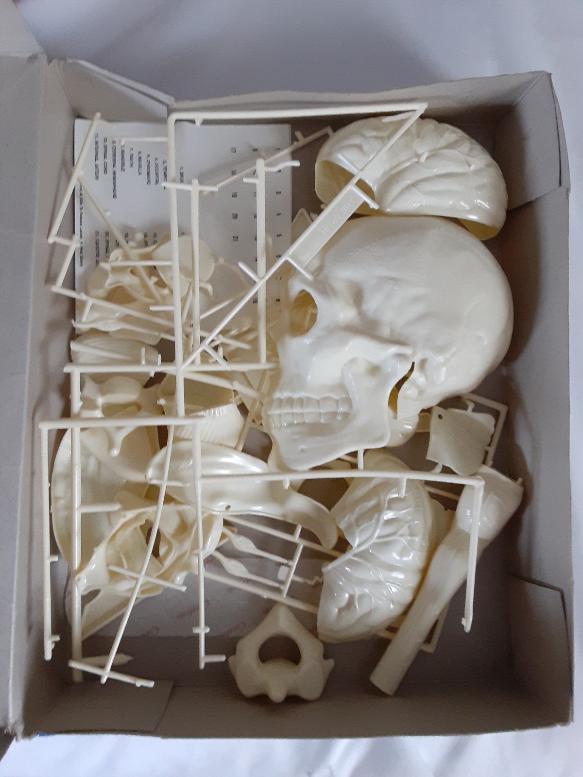 Skilcraft #71335 Brain/Skull Model Kit build it yourself anatomically accurate